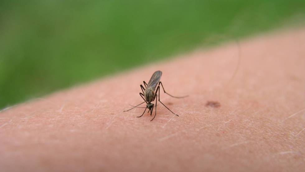 La amenaza del mosquito tigre y otros insectos en verano | Mamás y ...