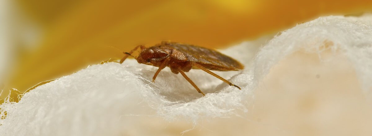 Bed Bug Control & Treatment - Expert Exterminator for Bed Bugs | Rentokil