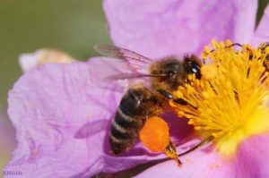 Resultado de imagen de polen abejas