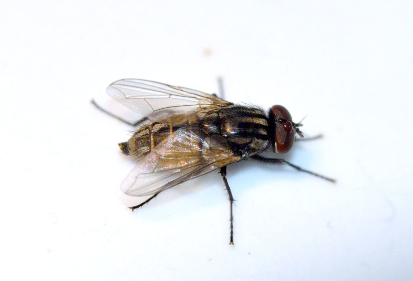 Resultado de imagen de mosca domestica