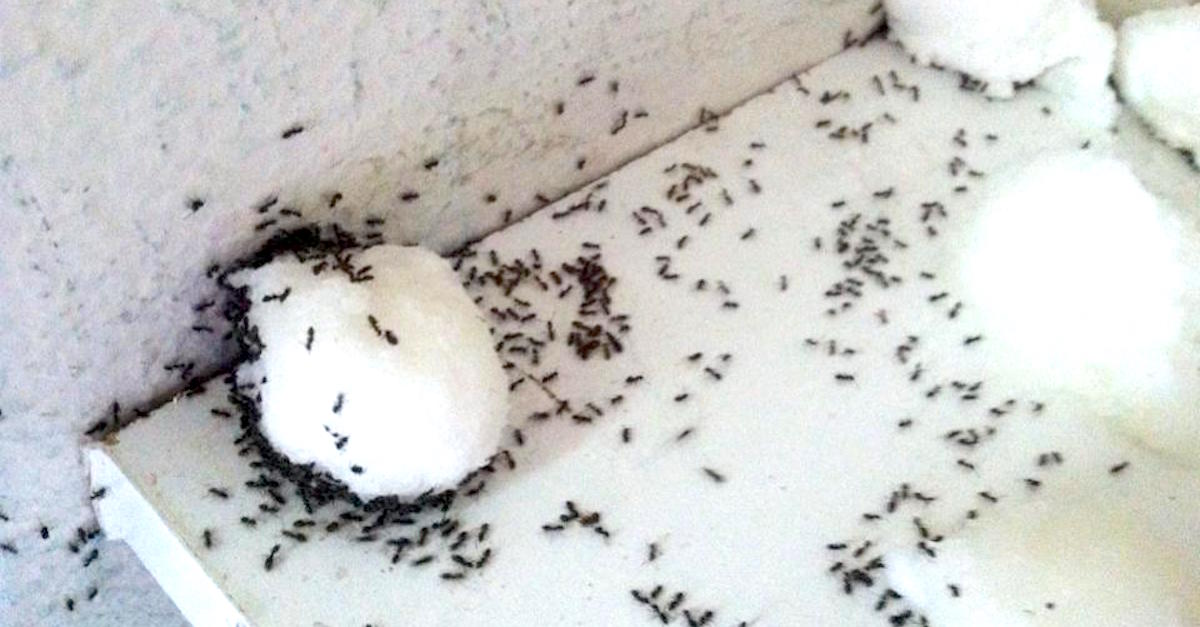 Resultado de imagen de ants kitchen