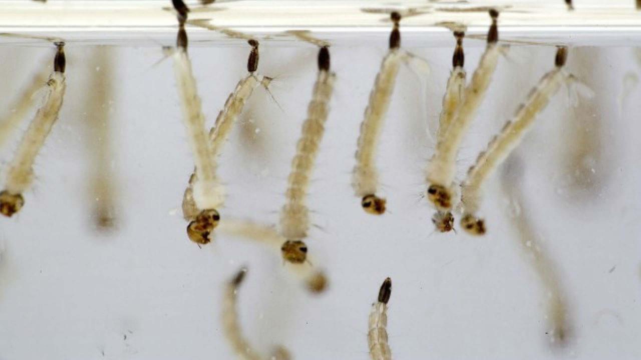 Larvas de mosquitos: Conoce su hábitat, de qué se alimenta y más