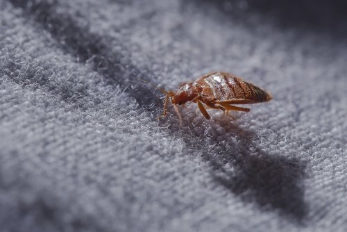 Resultado de imagen de bedbug winter travel