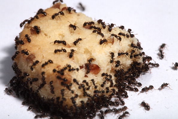 Pueden predecir las hormigas si tendremos un invierno frío y con mucha lluvia? | Publimetro Chile