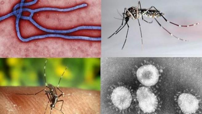 Dengue, ébola, malaria, chikungunya... estos son los efectos de ...
